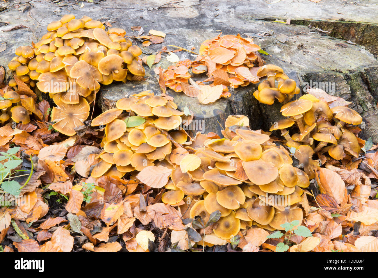 Chiodino o Boot-lace fungo Armillaria mellea. Crescendo su vecchi tagliare il moncone, Novembre Sussex, Regno Unito Foto Stock