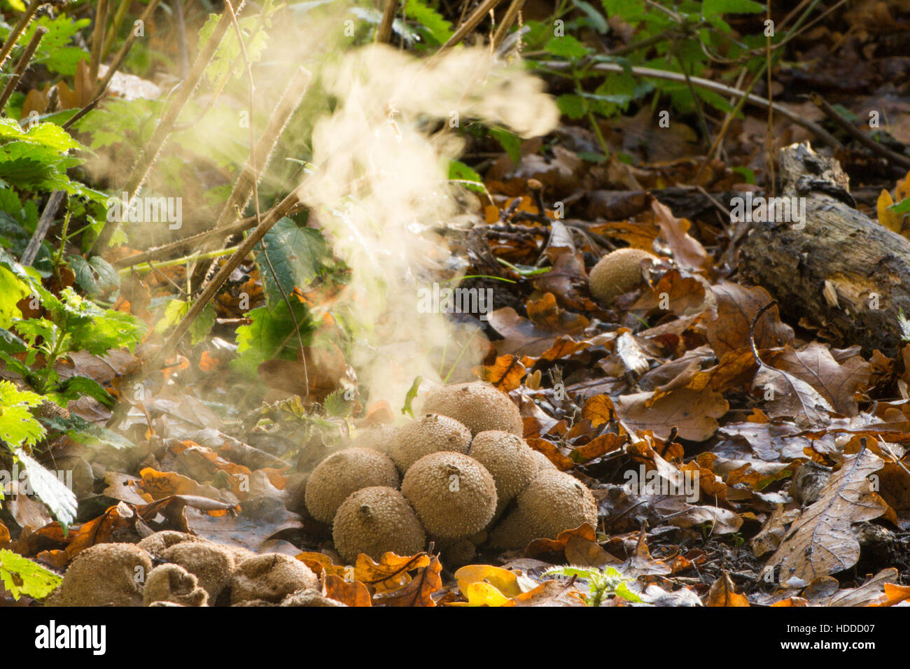 Puff comune-ball [Lycoperdon perlatum] spore di emissione. Novembre Foto Stock
