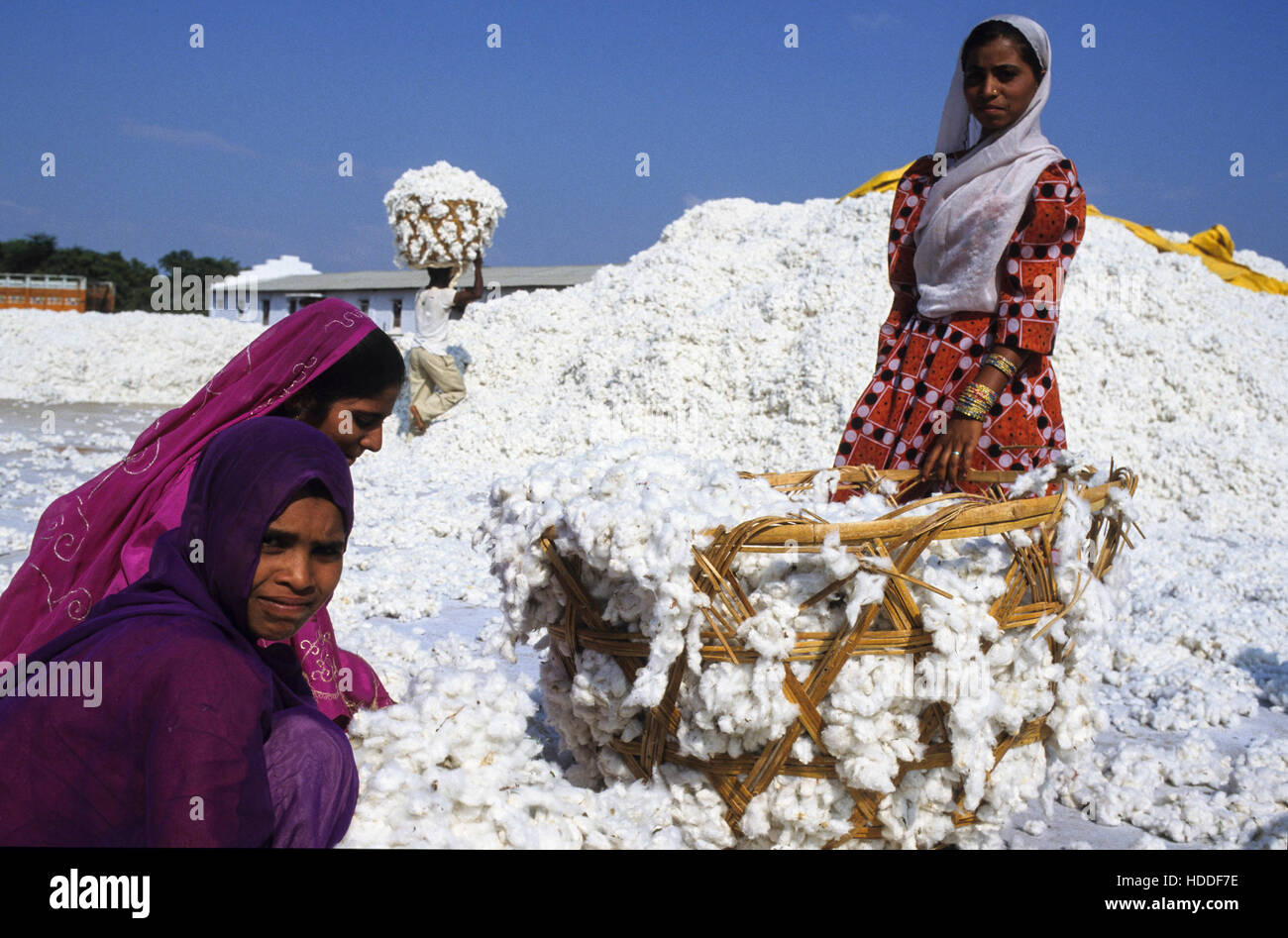 INDIA, Madhya Pradesh, Kasrawad, sgranatura, fabbrica lavoratore portano il cotone greggio in cestelli nelle unità di sgranatura Foto Stock