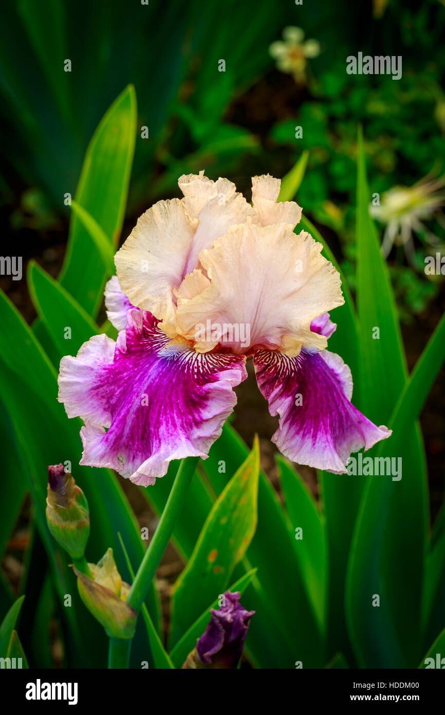 Bella barbuto iris fiore in fiore nel giardino. Foto Stock