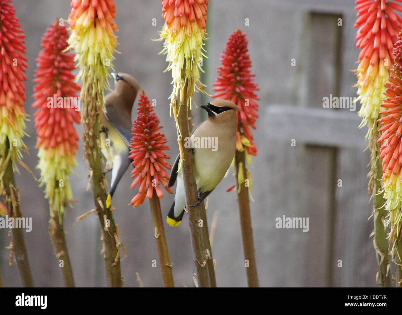 Due Cedar Waxwing uccelli si nutrono di nettare di fioritura Kniphofia red hot poker piante Giugno 10, 2011 in Oregon. Foto Stock