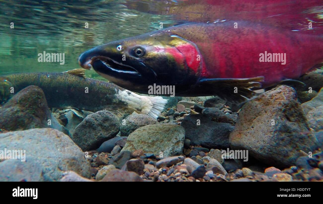 Un Re Salmone Chinook nuota sott'acqua durante la stagione riproduttiva nel fiume di salmoni Novembre 2014 nel nord-ovest della Oregon. Foto Stock