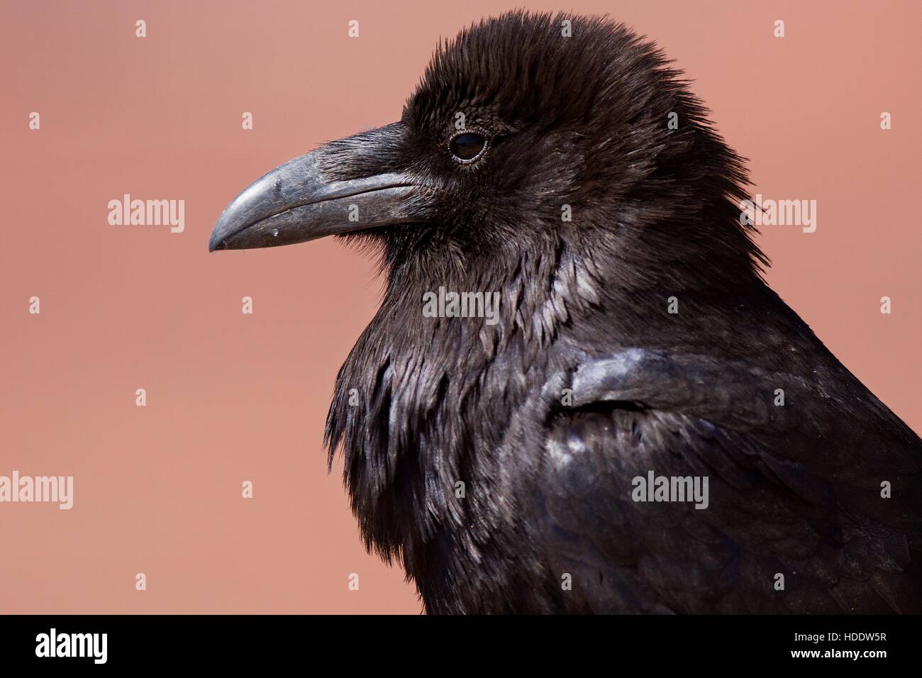 Vista di profilo di un comune raven nel Parco Nazionale di Canyonlands Maggio 24, 2012 in Utah. Foto Stock