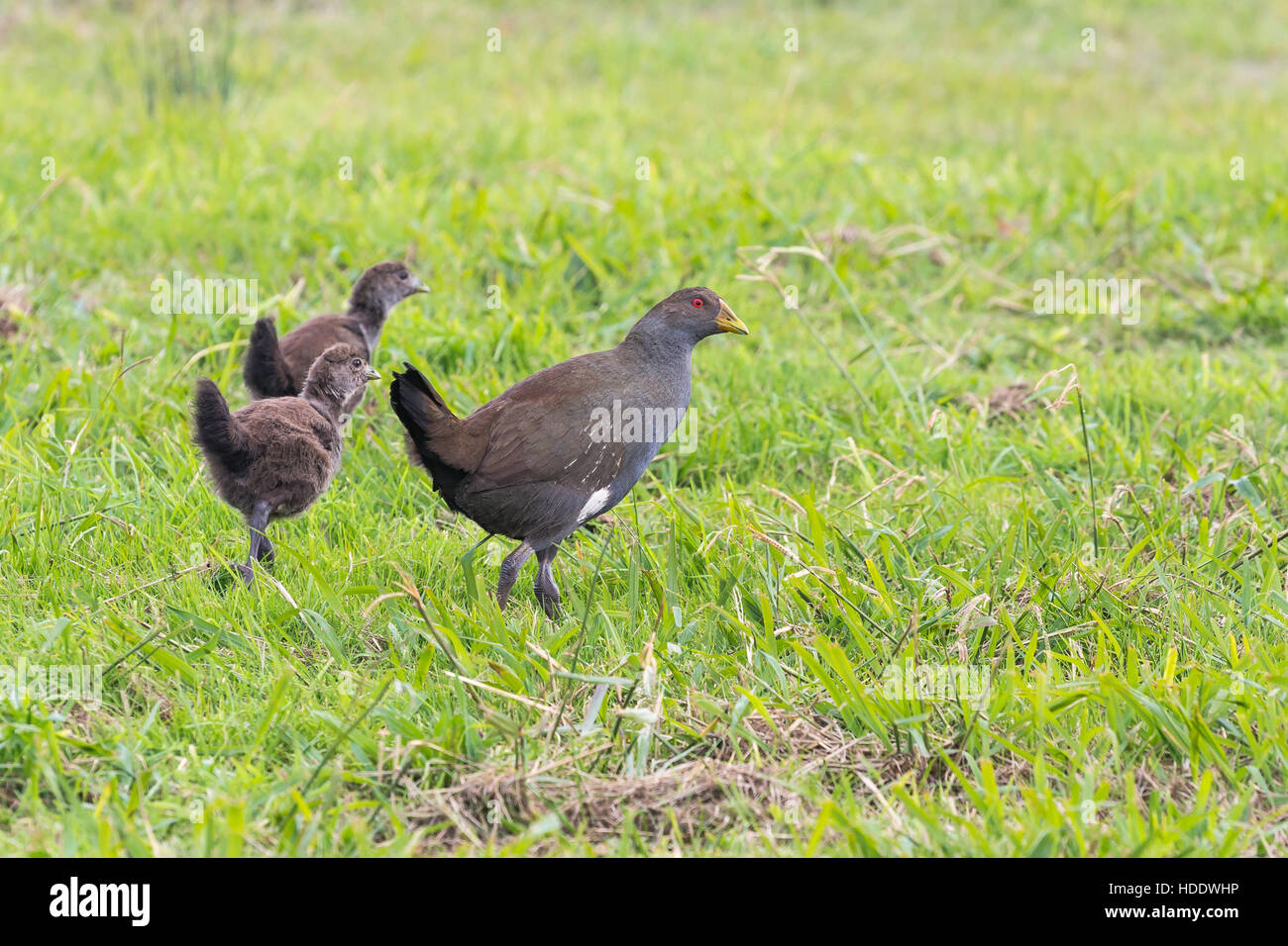 Nativo della Tasmania hen (Gallinula mortierii) con pulcini su sfondo di erba Foto Stock