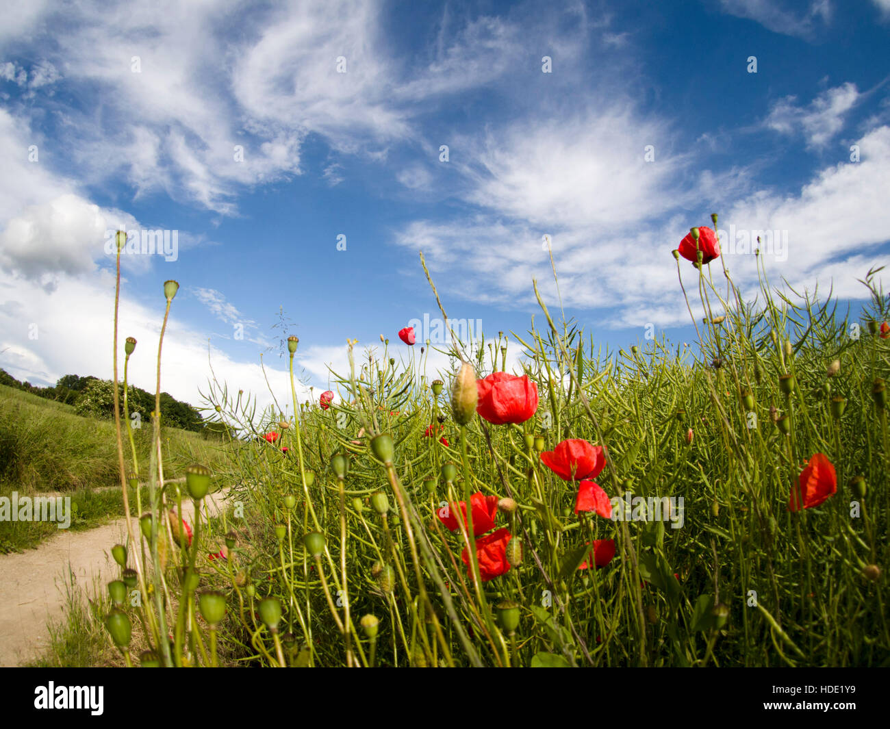 Paesaggio rurale con le nuvole, cielo blu e percorso in Baviera in estate Foto Stock