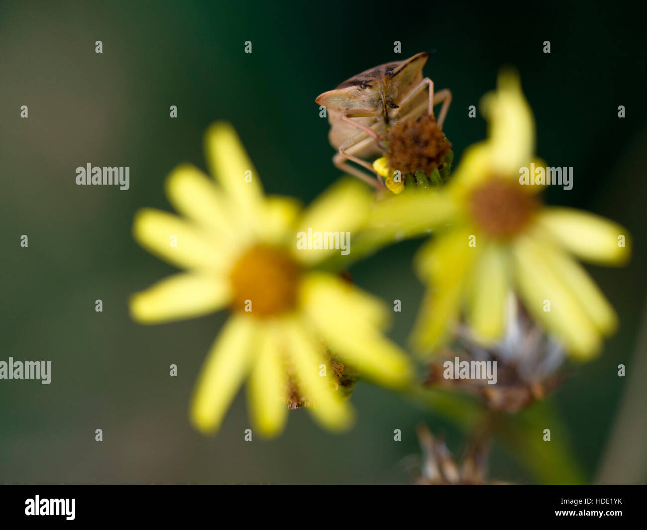 Vero bug (stinkbug) sul fiore giallo Foto Stock