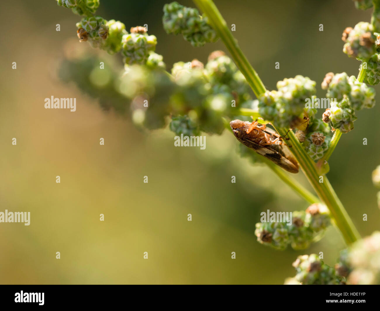 Spittlebug sulla pianta. Questo è probabilmente Philaenus spumarius. Foto Stock