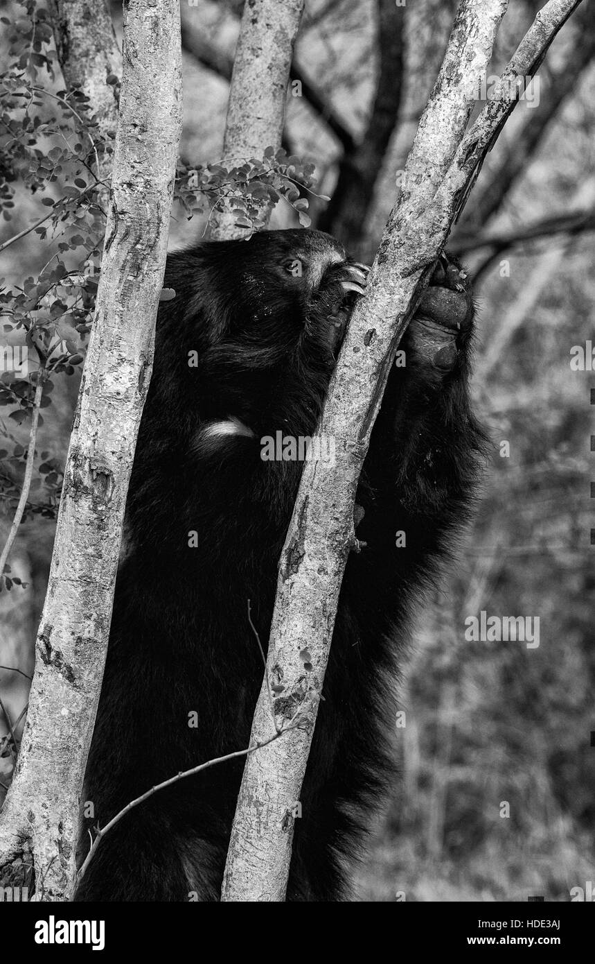 L'immagine di Sloth Bear ( Melursus ursinus) è stato preso in Daroji Wildlife Sanctuary, Karanatka, India Foto Stock