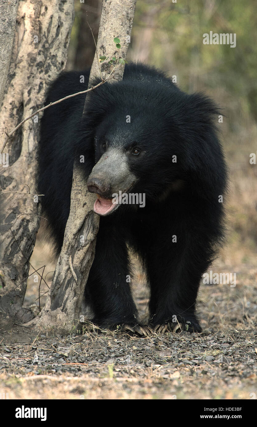 L'immagine di Sloth Bear ( Melursus ursinus) è stato preso in Daroji Wildlife Sanctuary, Karanatka, India Foto Stock