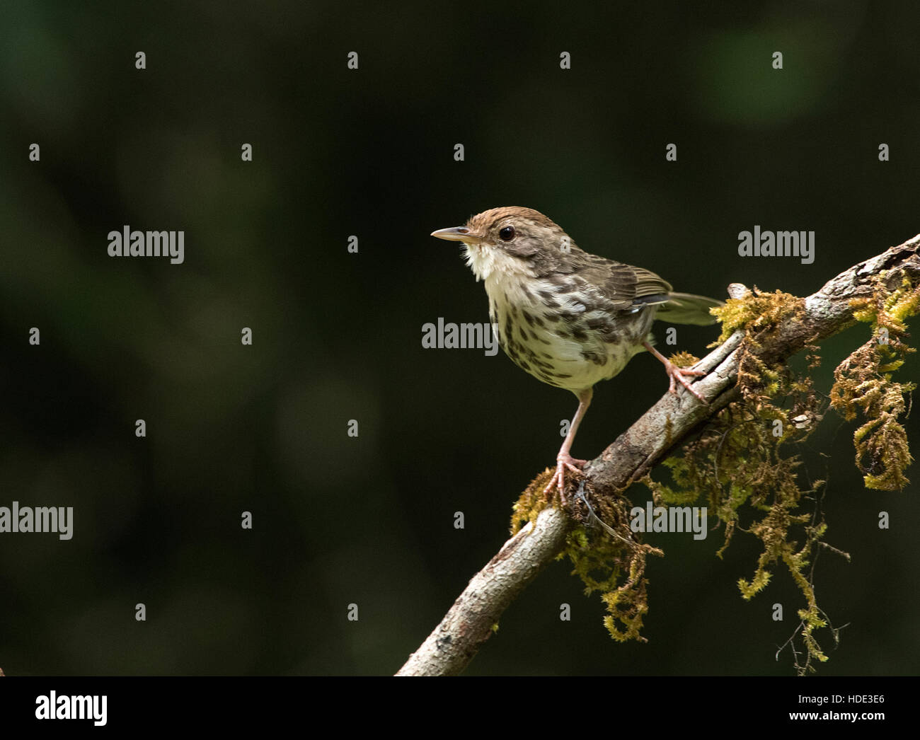 L'immagine del soffio Throated babbler ( Pellorneum ruficeps) in Dandeli Wildlife Sanctuary, Karnatka, India Foto Stock
