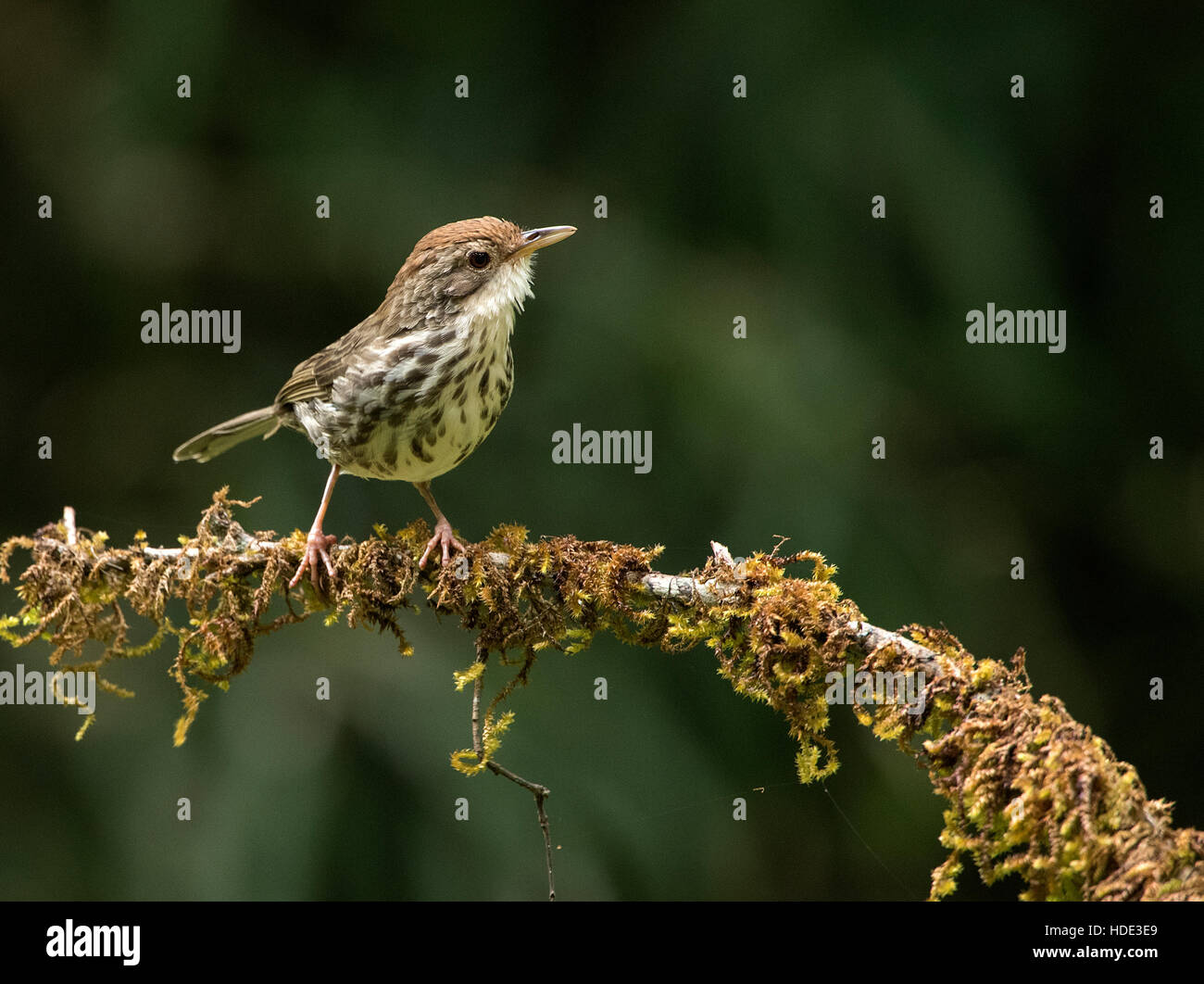 L'immagine del soffio Throated babbler ( Pellorneum ruficeps) in Dandeli Wildlife Sanctuary, Karnatka, India Foto Stock