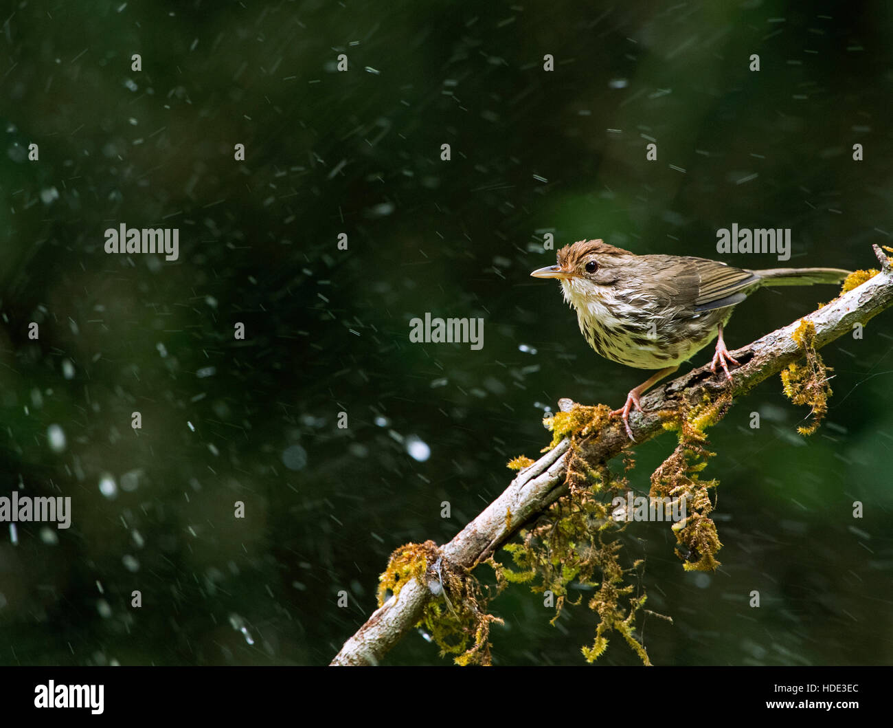 L'immagine del soffio Throated babbler ( Pellorneum ruficeps) e verticale in pioggia Dandeli Wildlife Sanctuary, Karnatka, India Foto Stock