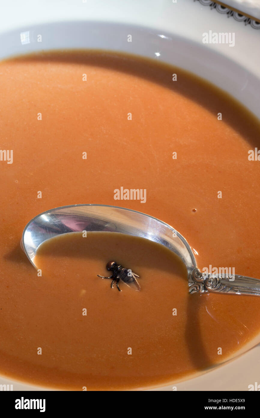Un Housefly terre in una ciotola di zuppa di pomodoro Foto Stock