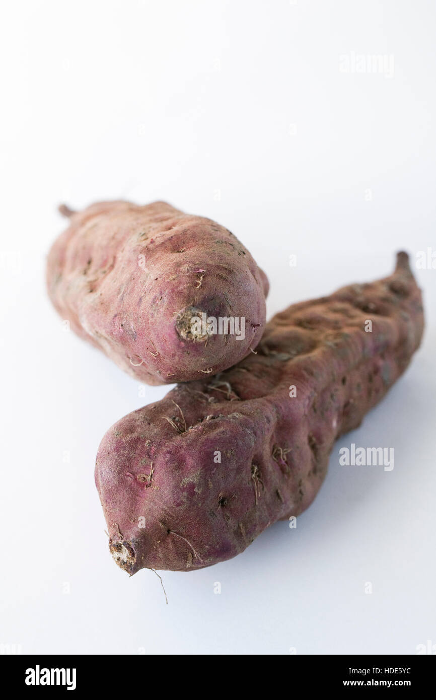 Ipomoea batatas. Due viola le patate dolci su uno sfondo bianco. Foto Stock