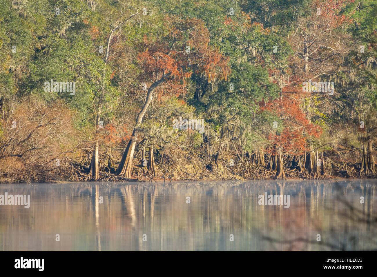 Nebbia di mattina come sole sorge sul fiume Suwanne a Gilchrist county, FL Foto Stock