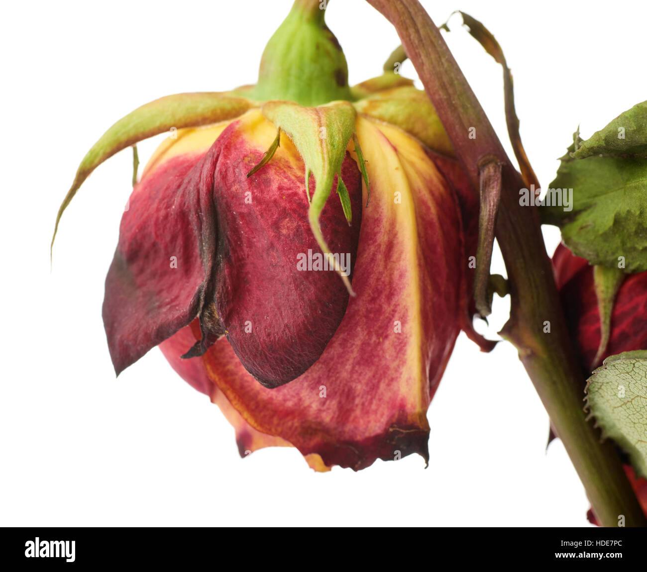 Rosa appassita oltre il bianco sullo sfondo isolato Foto Stock