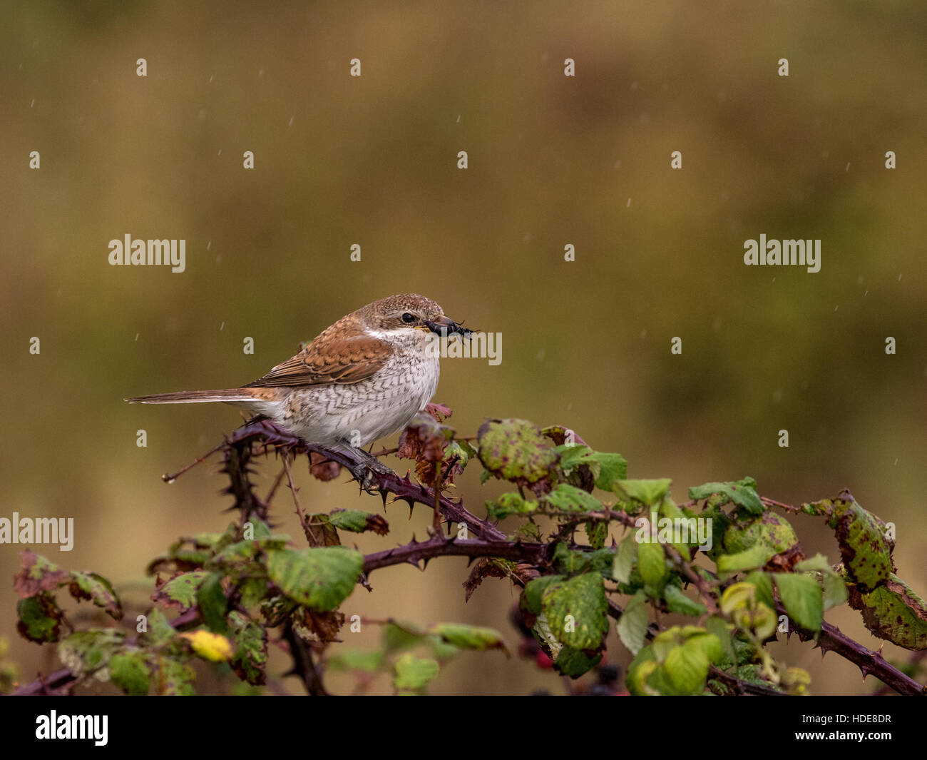 I capretti Red-backed Shrike (Lanius collurio) Foto Stock