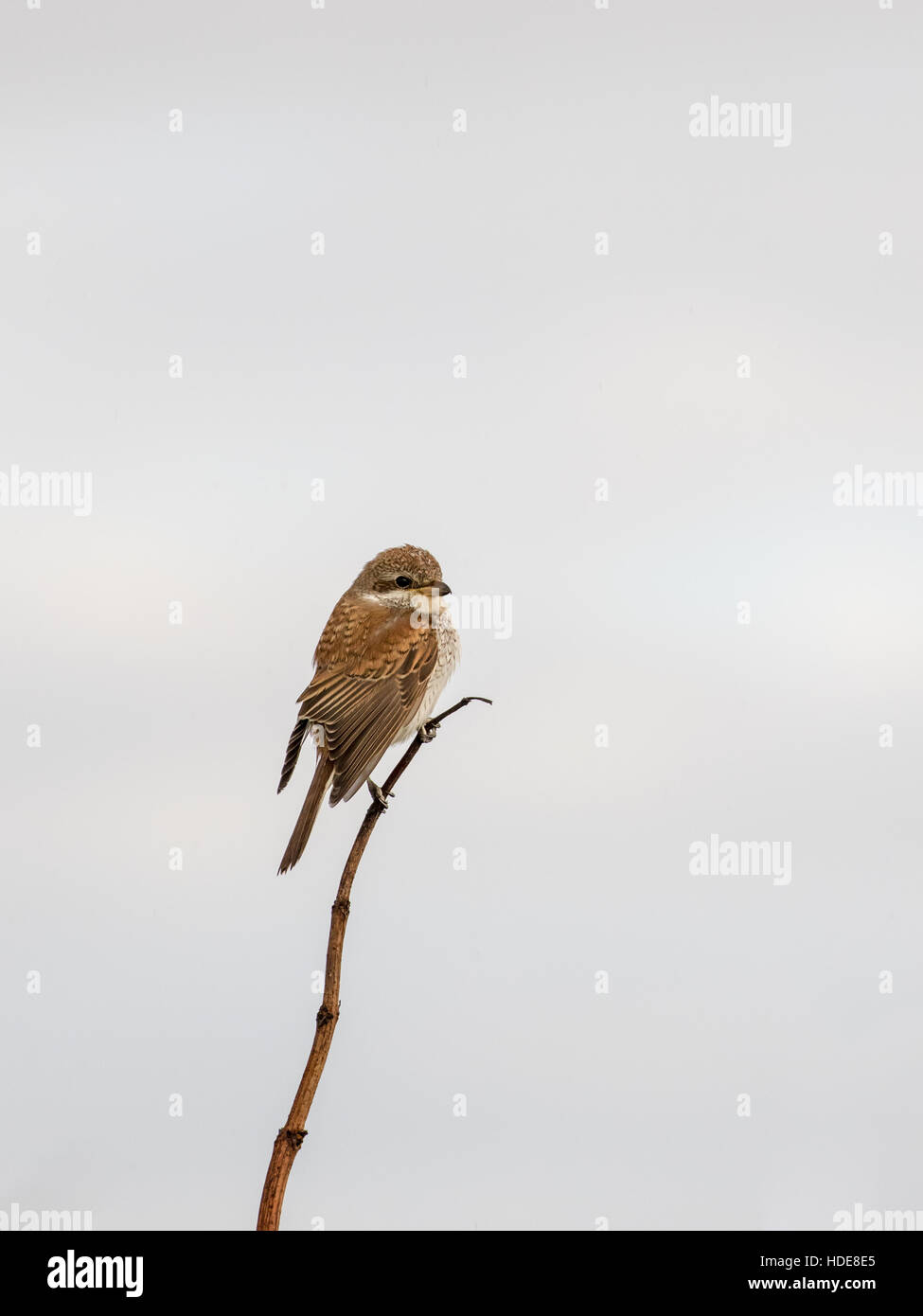 I capretti Red-backed Shrike (Lanius collurio) Foto Stock
