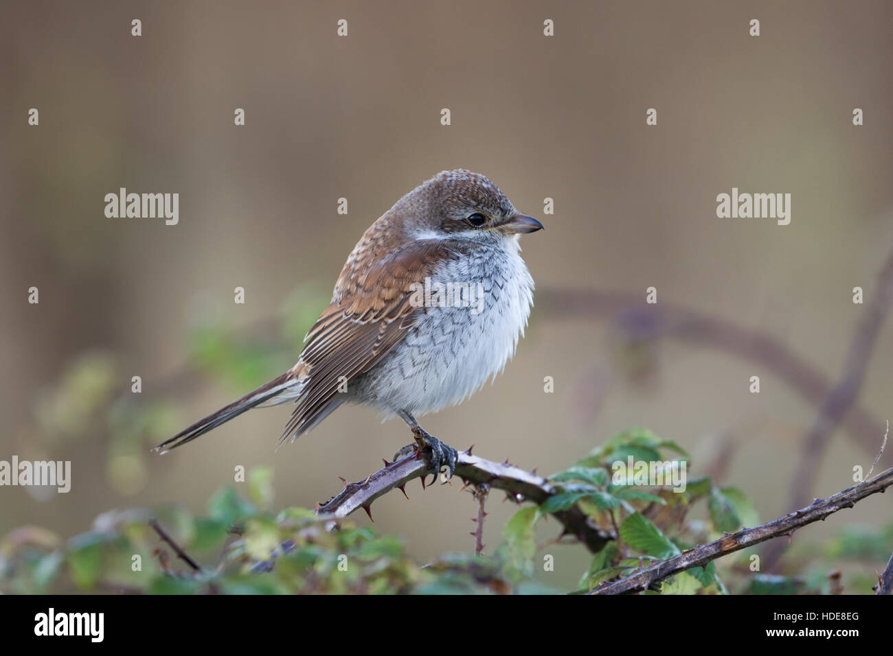 I capretti Red-backed Shrike (Lanius collurio) Foto Stock