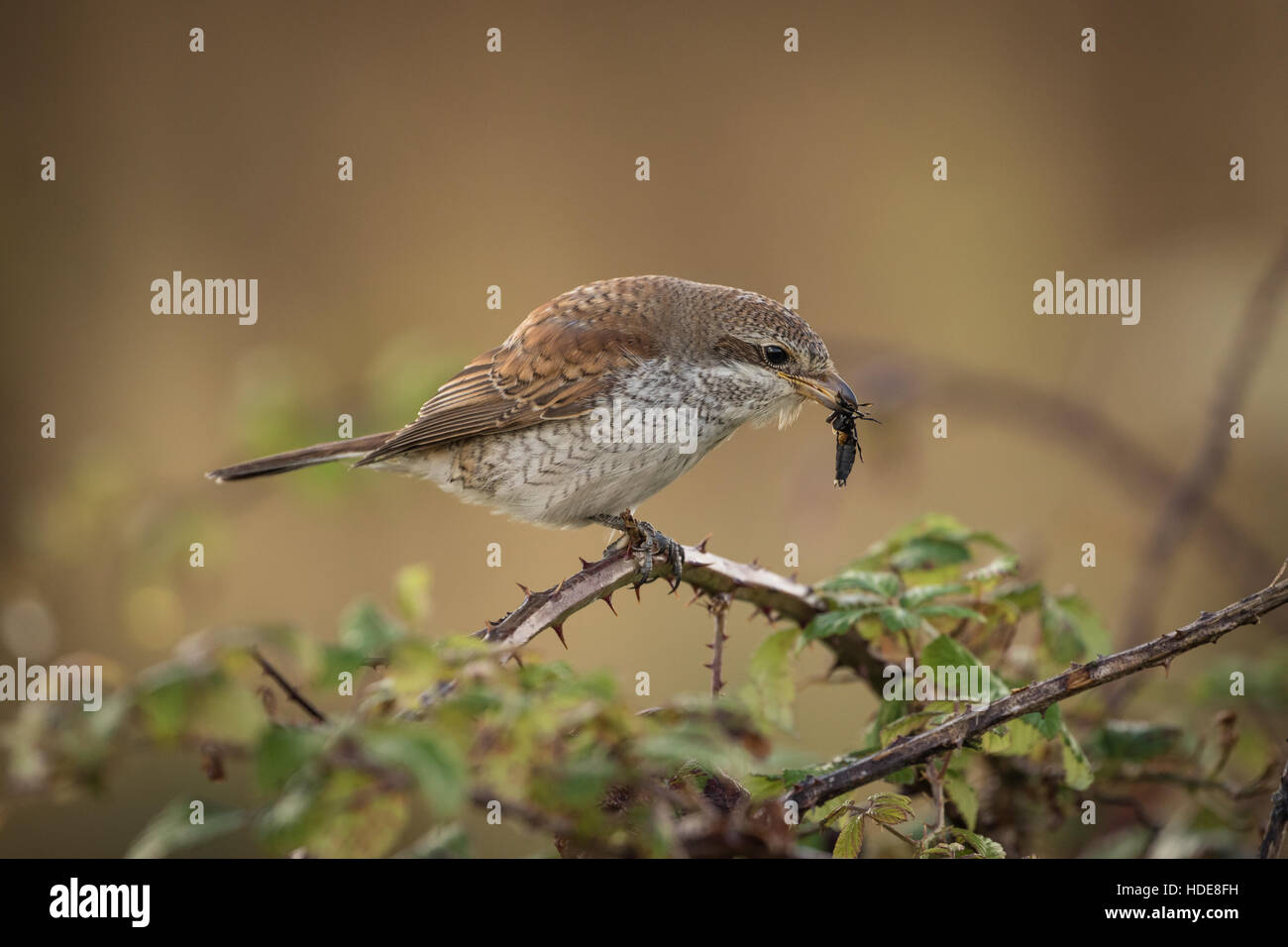 I capretti Red-backed Shrike (Lanius collurio) Foto Stock