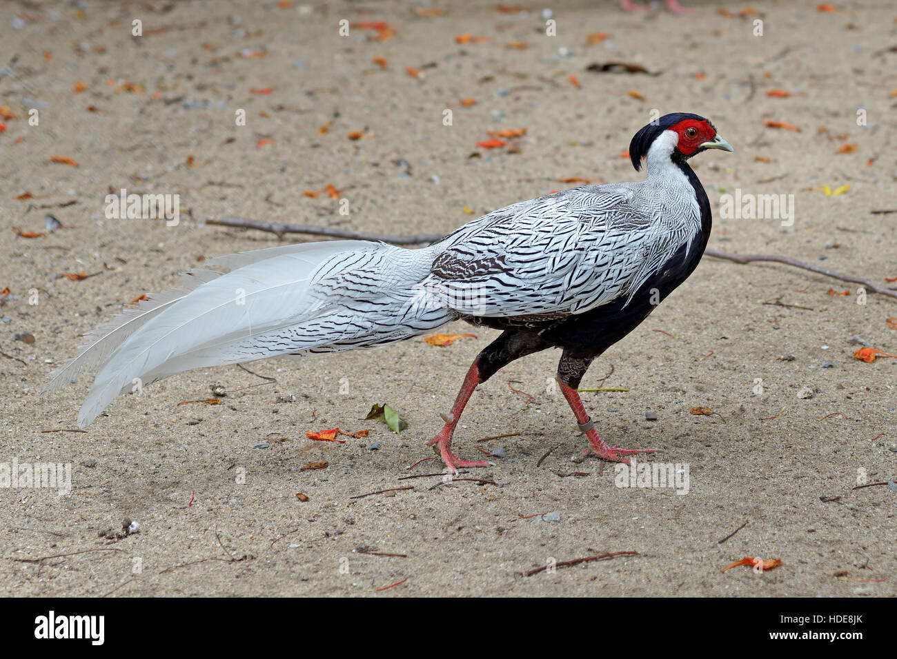 Fagiano di argento o lophura nycthemera in pubblico zoo Foto Stock