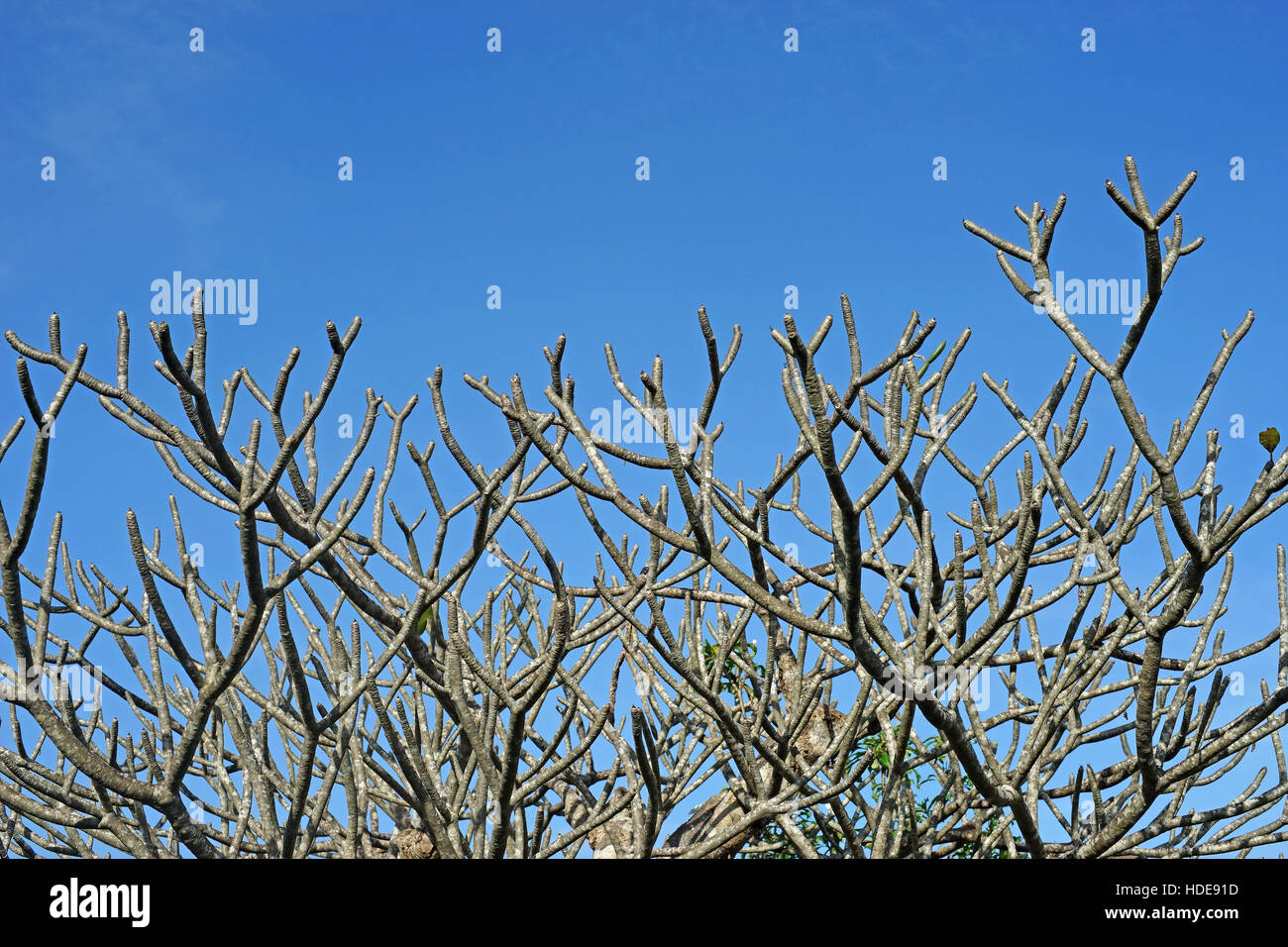 Asciugare il frangipani o plumeria tree con cielo blu sullo sfondo Foto Stock