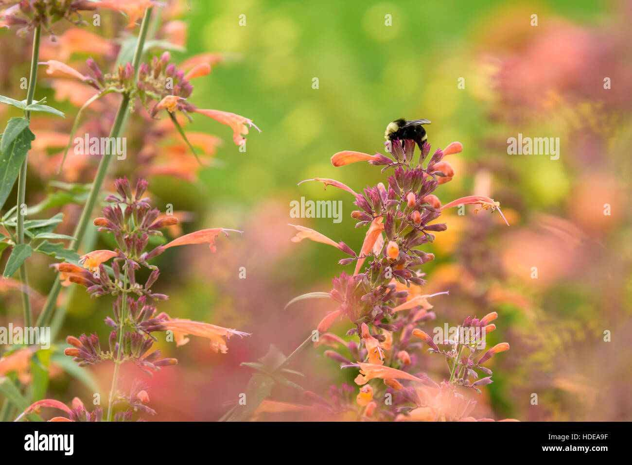 Bumble Bee alimentazione su orange bee balm fiore Foto Stock