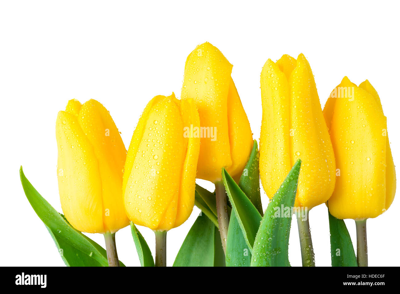 Wet fiori tulipani gialli su sfondo bianco closeup Foto Stock