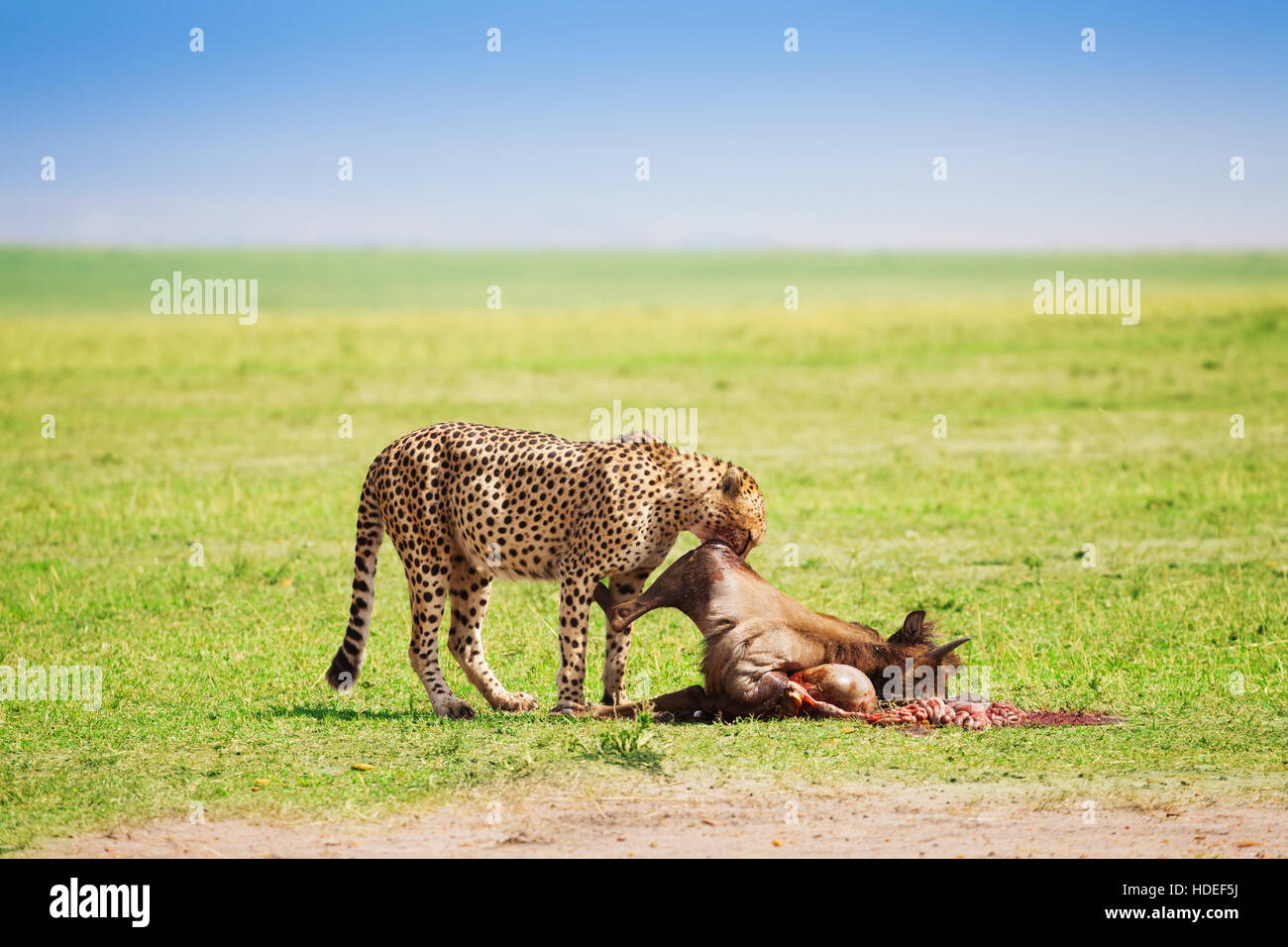 Cheetah con GNU uccidere, il Masai Mara, Kenya Foto Stock