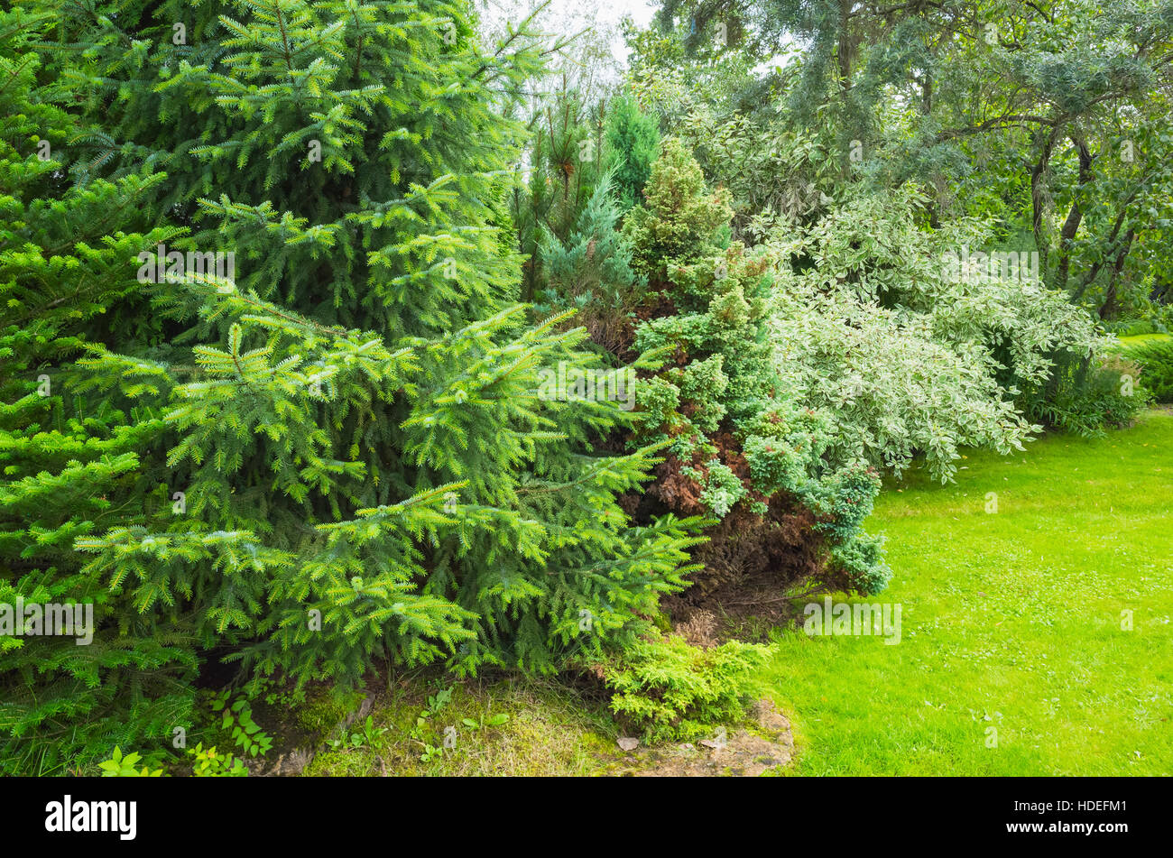 Fresco verde abete rosso nel giardino estivo Foto Stock