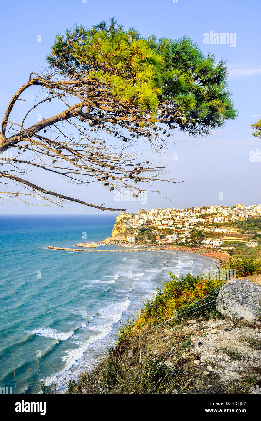 Peschici Gargano Italia pino di Aleppo ancorato ad albero mediterraneo del vento Foto Stock