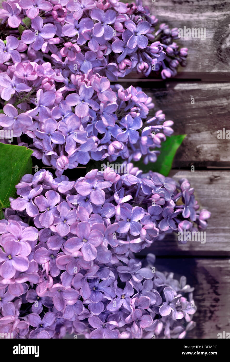 Bouquet di lilla su un asse di legno Foto Stock