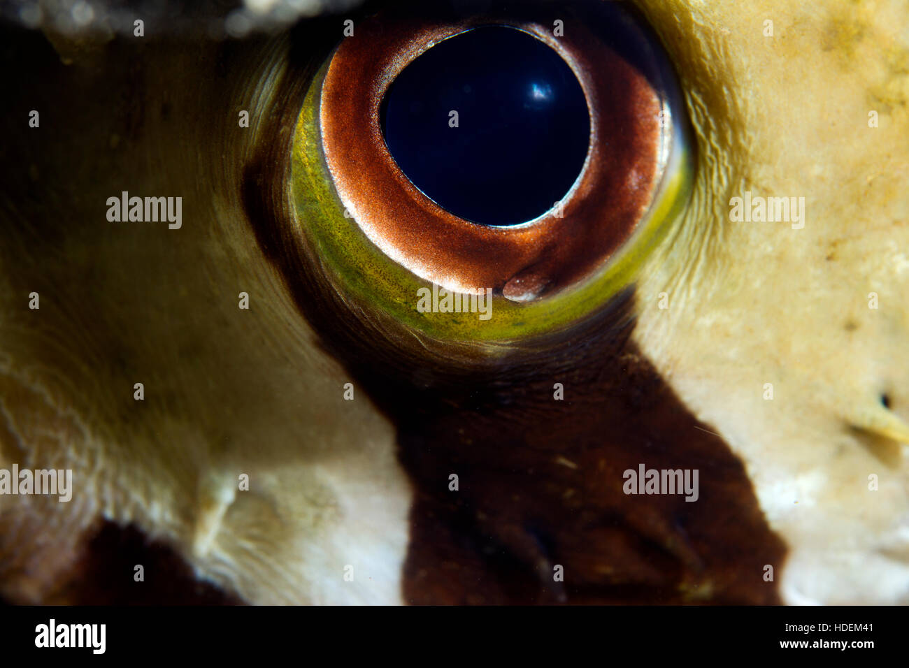 Subacqueo fotografia macro. Una mascherata Puffer fish eye. Foto Stock