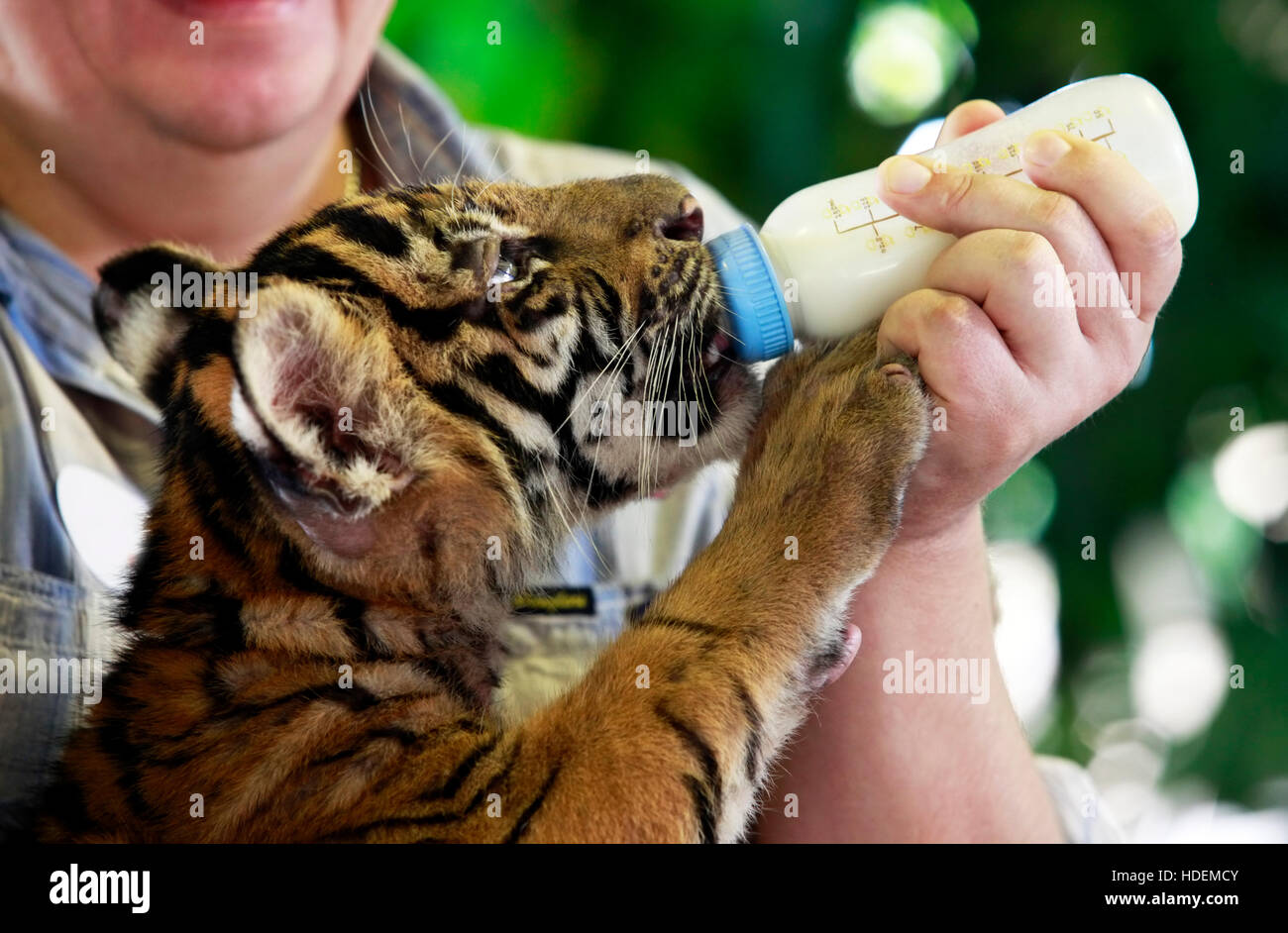 Alimentazione di una tigre fuori della bottiglia Foto Stock