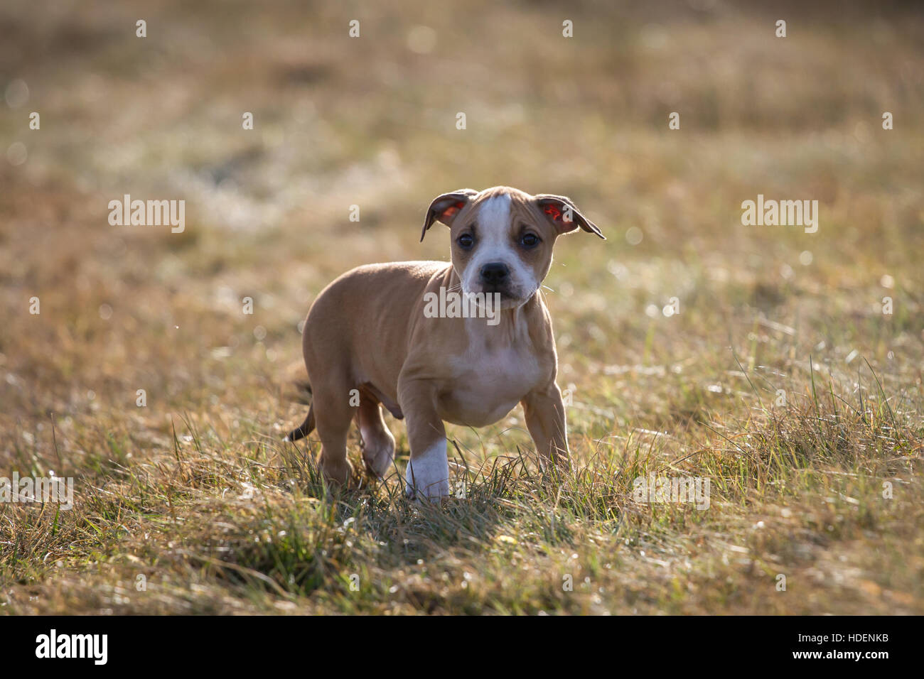 Cucciolo tipo Bulldog Foto Stock