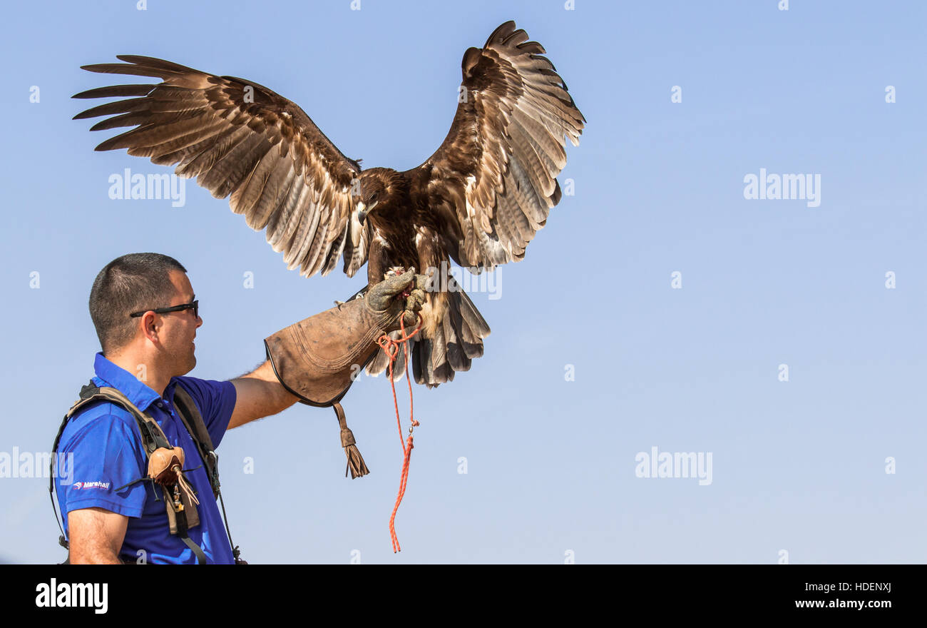 Maggiore maschio maculato (Aquila clanga clanga) durante un deserto spettacolo di falconeria. Dubai, EAU. Foto Stock