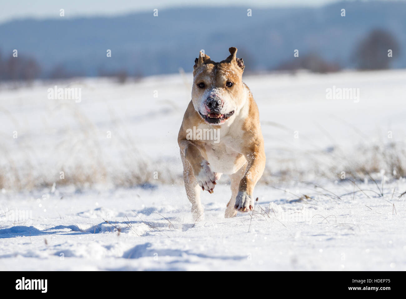 Potente l'American Pit Bull Terrier godendo la neve su una soleggiata giornata invernale Foto Stock