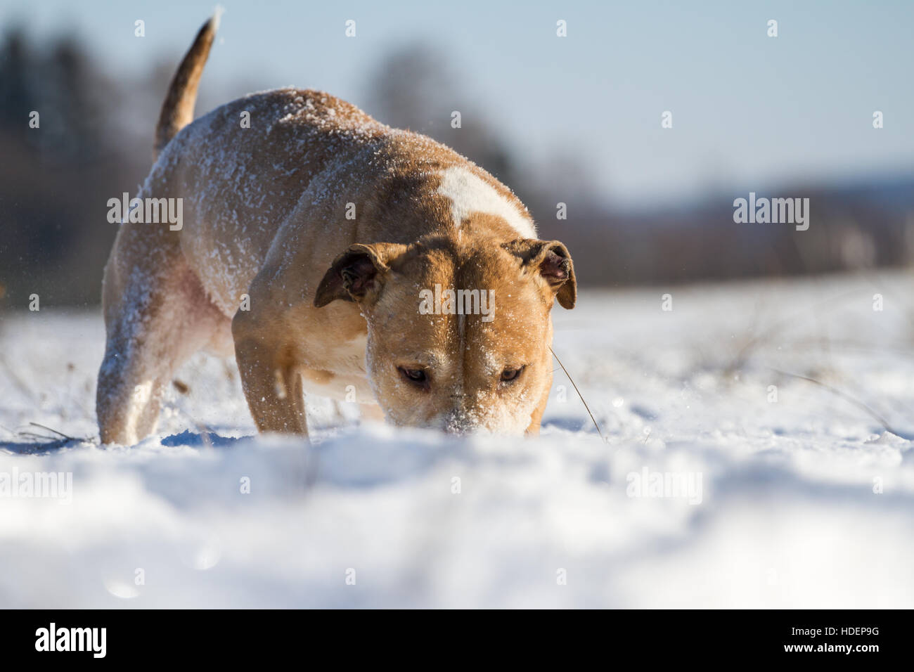 Potente l'American Pit Bull Terrier godendo la neve su una soleggiata giornata invernale Foto Stock
