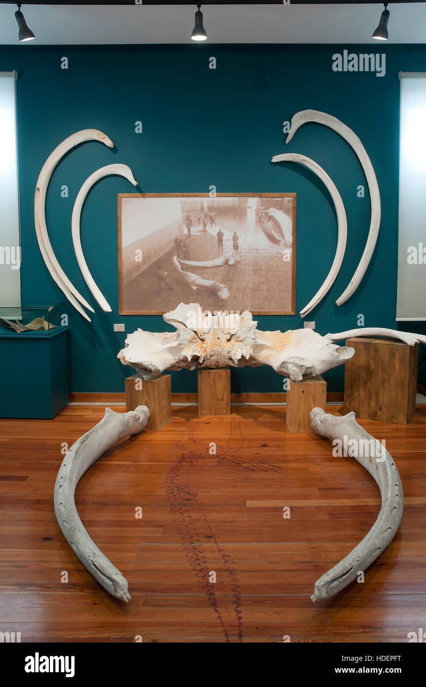 Museo del mare-balena rimane, San Cibrao-Cervo, provincia di Lugo, regione della Galizia, Spagna, Europa Foto Stock