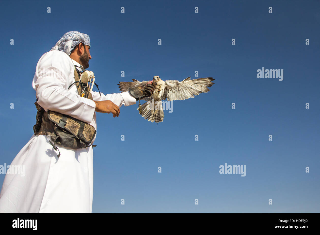 Voce maschile saker falcon (Falco cherrug) con una falconer vestito in tradizionali abiti arabi durante uno spettacolo di falconeria. Dubai, EAU. Foto Stock