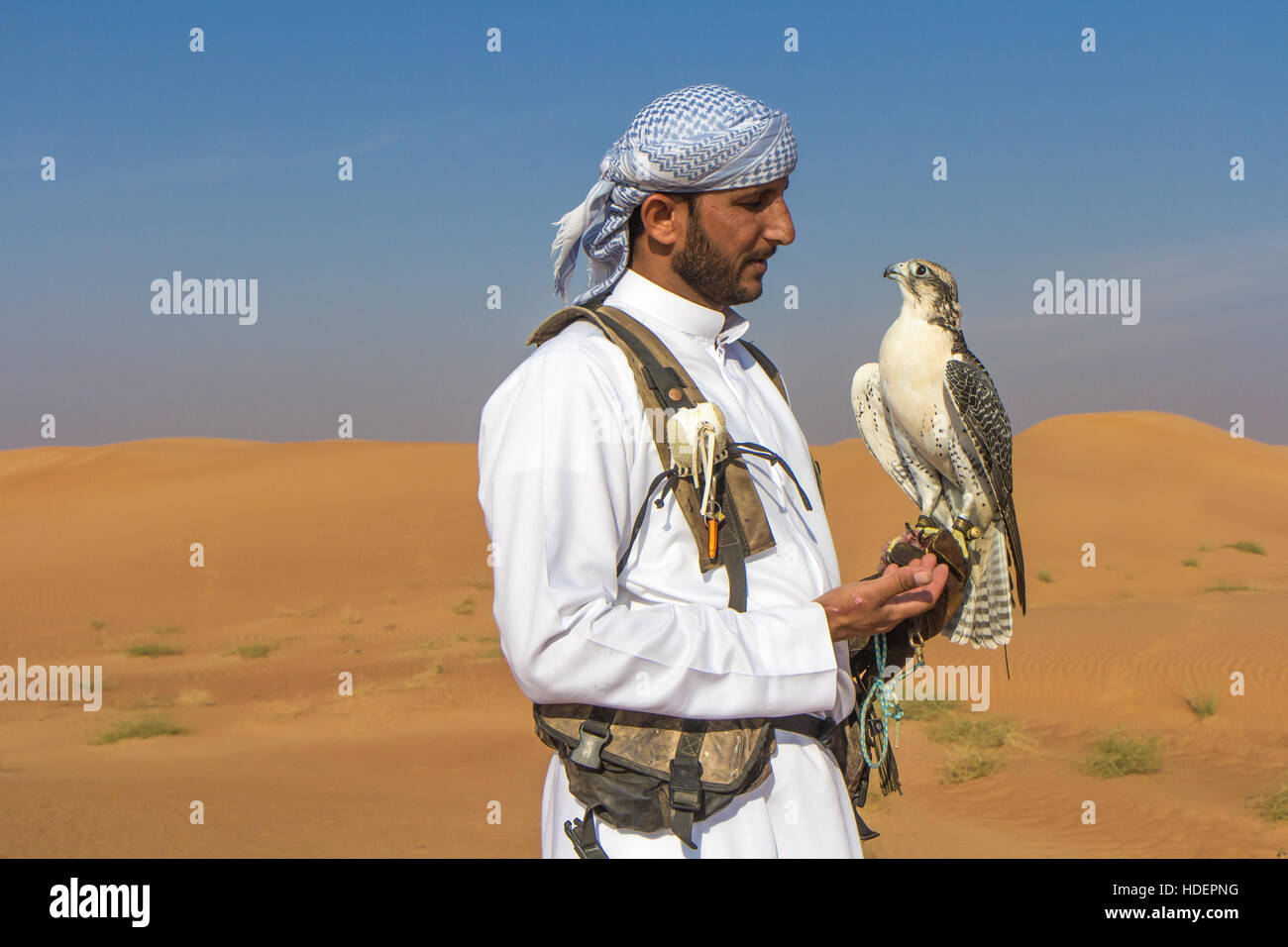 Voce maschile saker falcon (Falco cherrug) con una falconer vestito in tradizionali abiti arabi durante uno spettacolo di falconeria. Dubai, EAU. Foto Stock