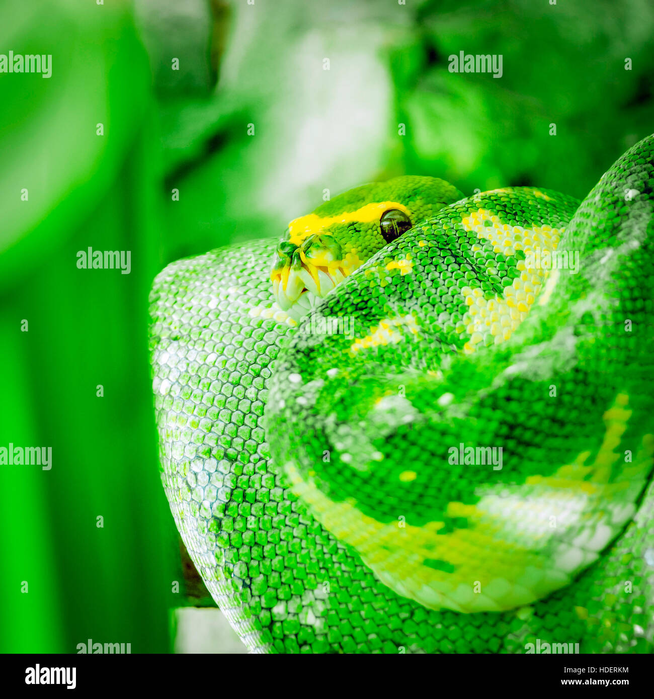 Verde Giallo python snake avvolto a spirale avvolta fino alla ricerca rendendo il contatto visivo square Foto Stock
