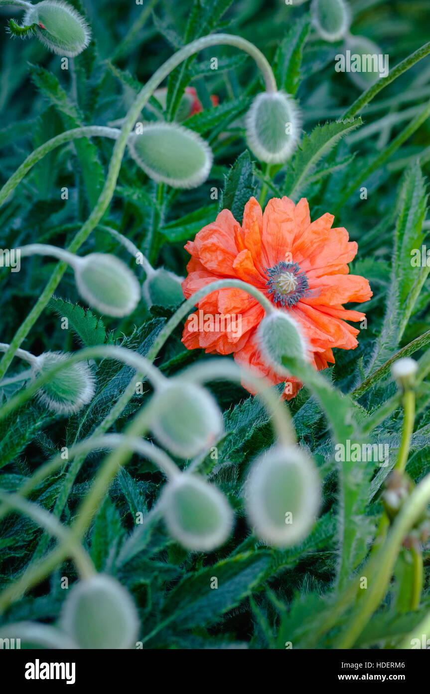 Il papavero boccioli e fiori in primavera fioriscono vibrante colorata di rosso e arancio pianta naturale Foto Stock