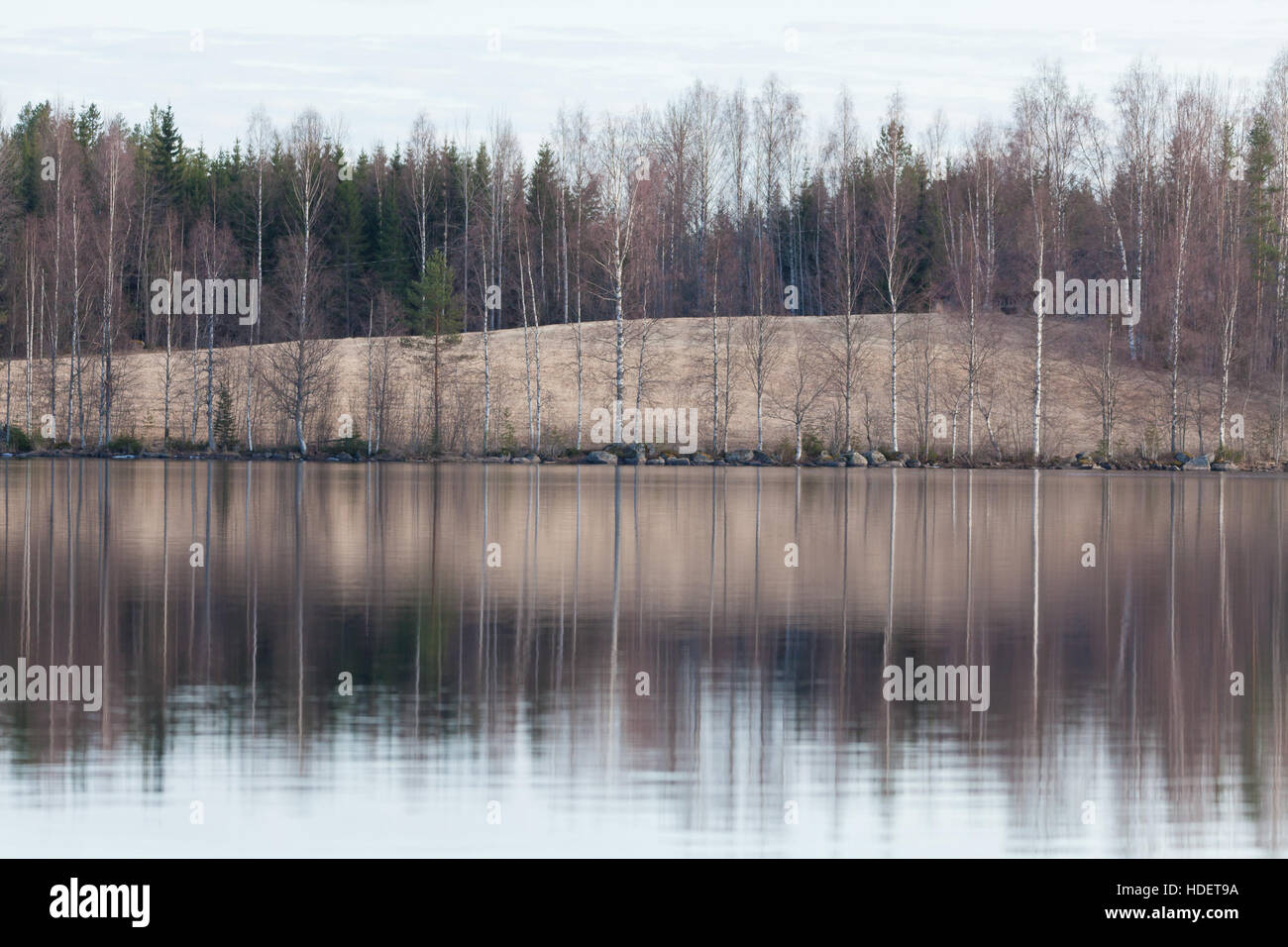 Tree riflessione sul lago Foto Stock