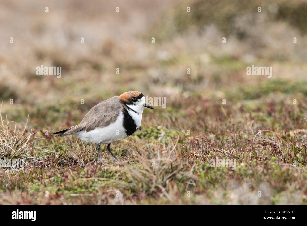 Due bande (plover Charadrius falklandicus) adulto permanente sulla vegetazione breve in estate nelle Isole Falkland Foto Stock