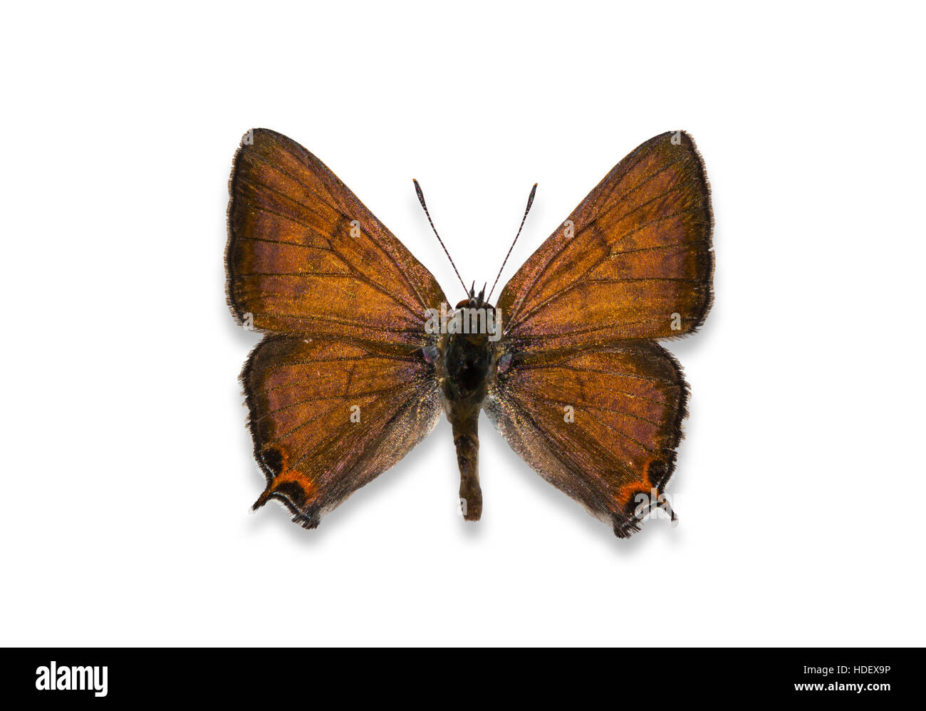 Un appuntato e diffondere spaccato codato maschio di rame (farfalla Lycaena arota) su uno sfondo bianco Foto Stock