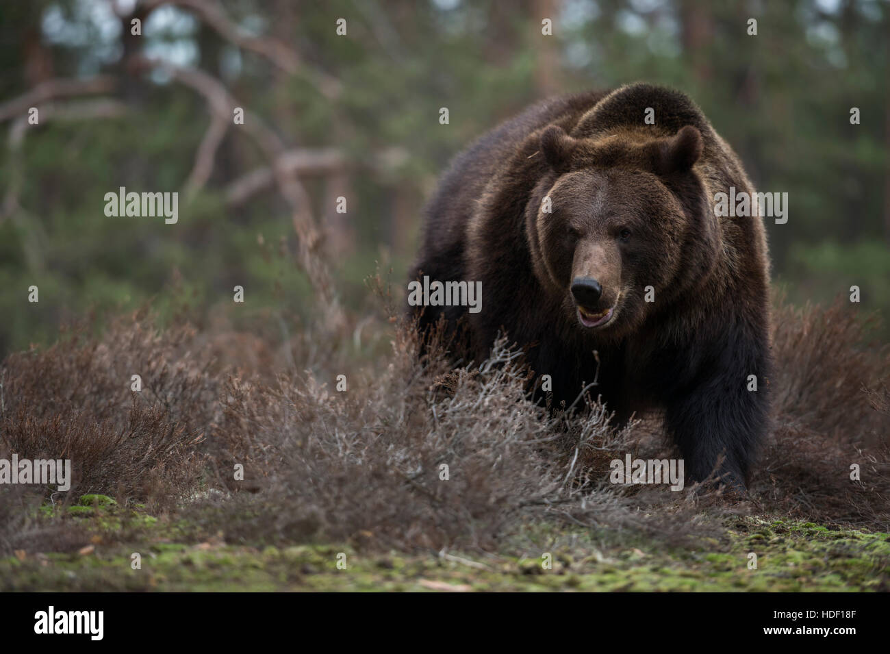 Unione orso bruno ( Ursus arctos ) in piedi nel sottobosco in corrispondenza del bordo di una foresta, pericoloso incontrare. Foto Stock