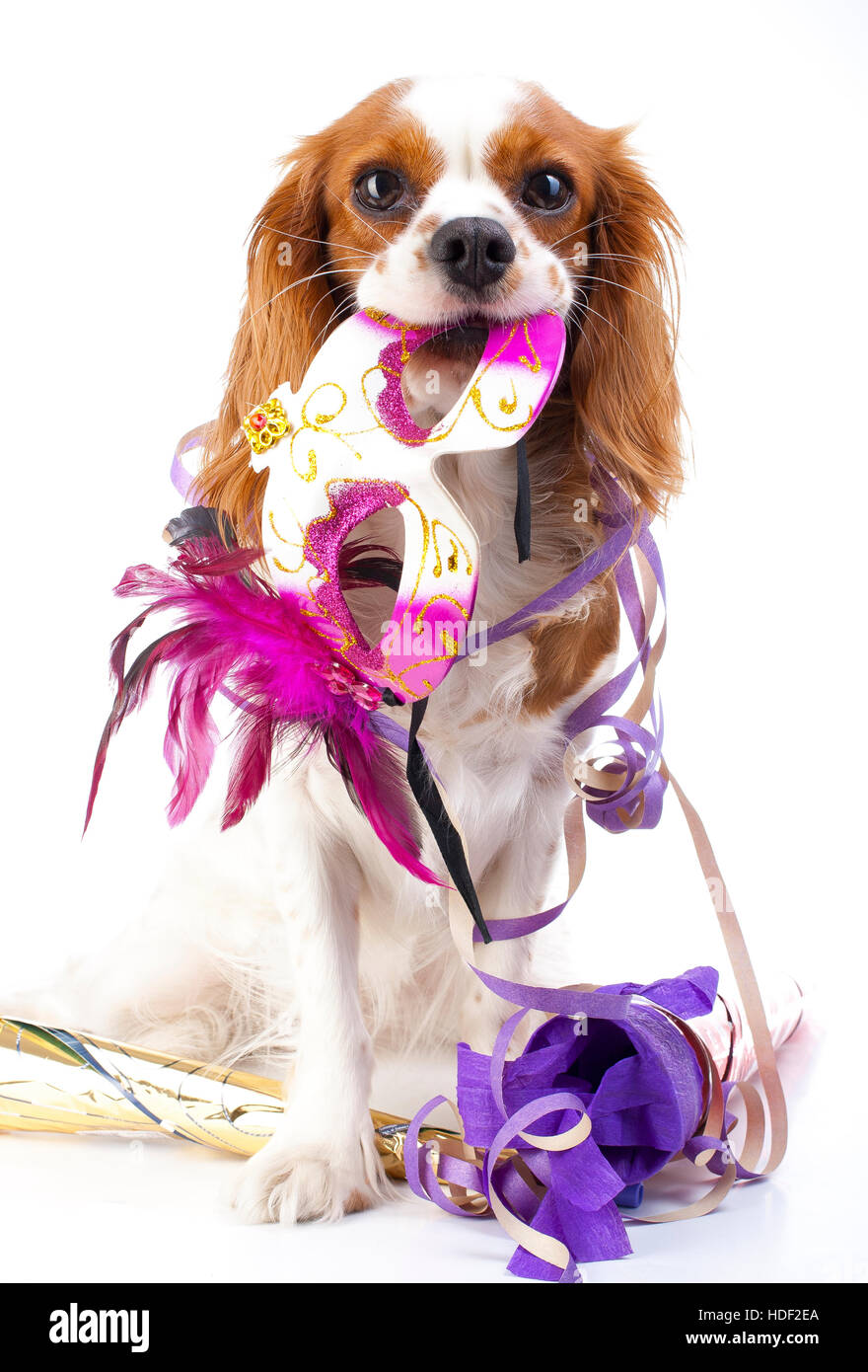 Felice anno nuovo! Illustrare il vostro lavoro con King Charles Spaniel anno nuovo illustrazione. Cane festeggiare il capodanno con Silvestro tromba. Foto Stock