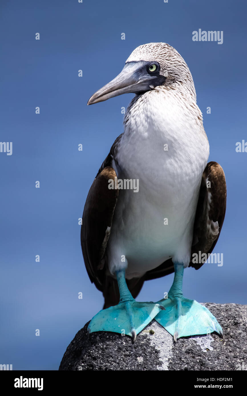 Blu-footed Booby su una pietra lavica in verticale Foto Stock