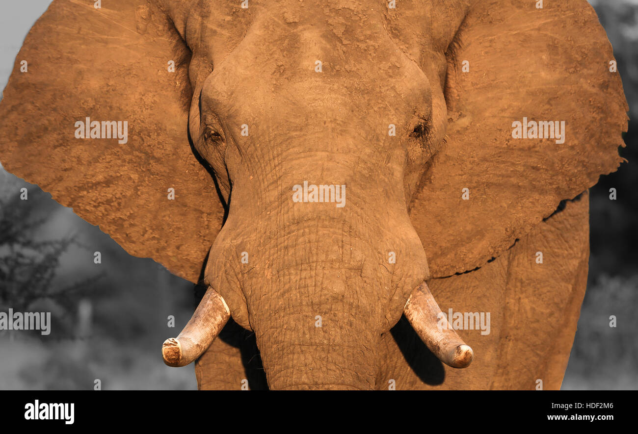 Elefante africano nel Parco Nazionale di Kruger in verticale Foto Stock